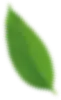 Natural Leaf Blur