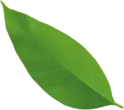 Natural Leaf