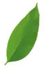 footer-leafs-2